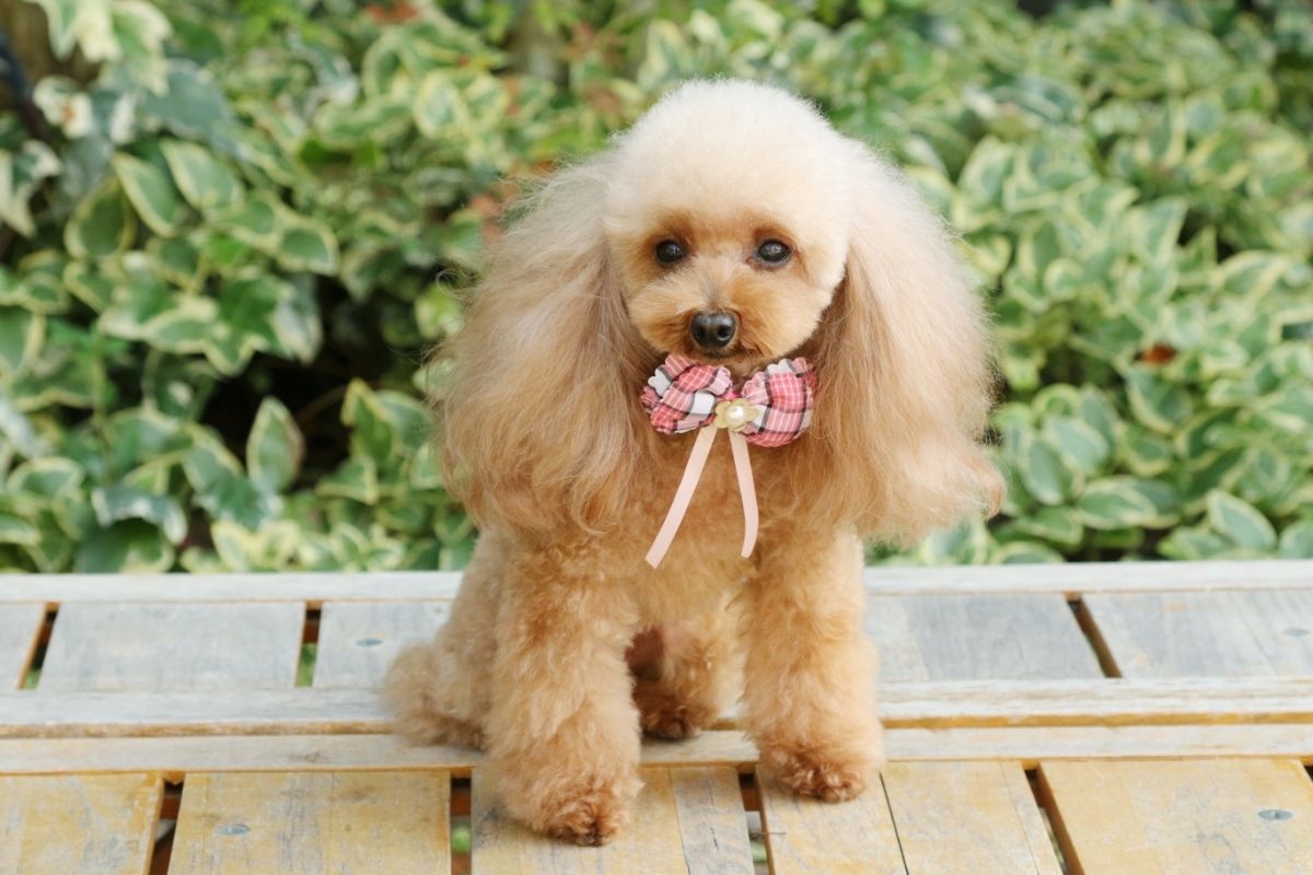 Small Dog, Toy Poodle