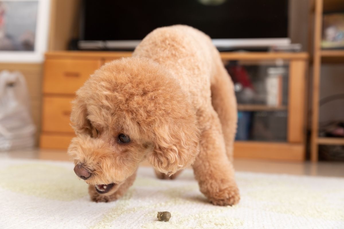 Toy poodle eating snack