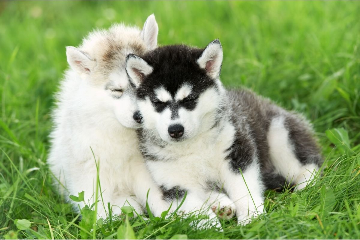 Two Siberian Husky Puppy