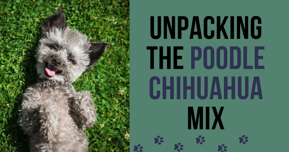 Poodle Chihuahua Mix