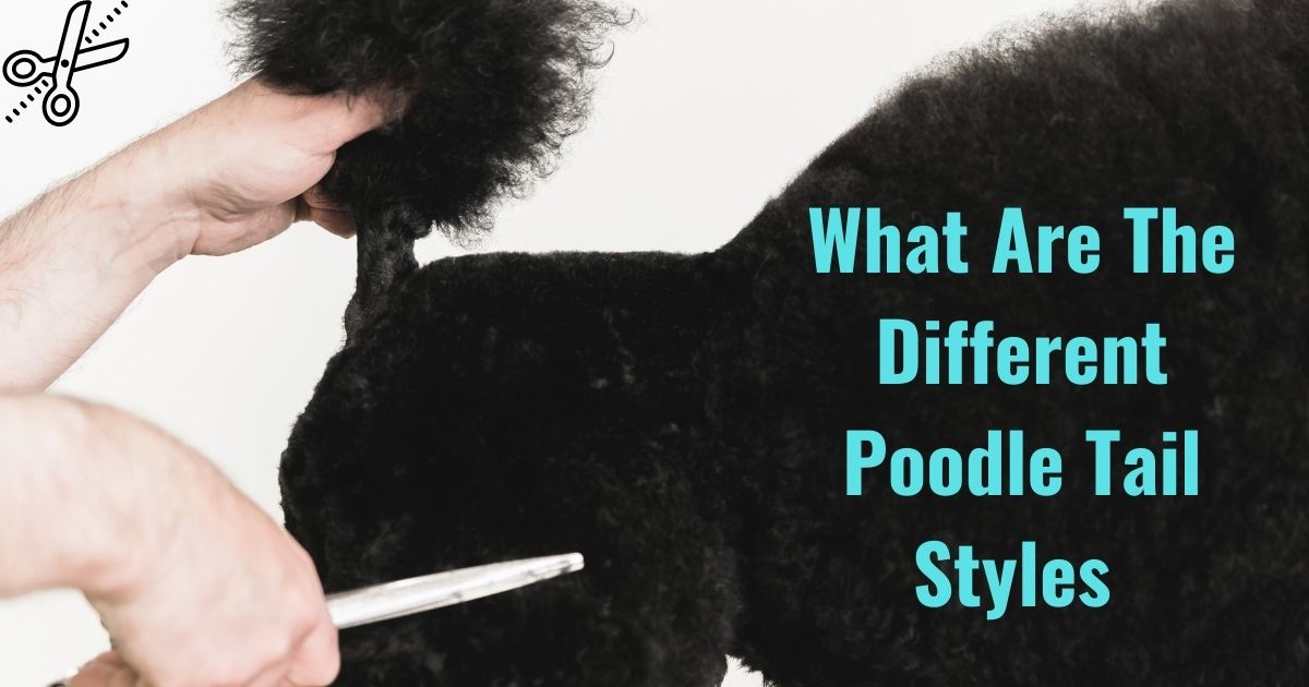 poodle tail styles