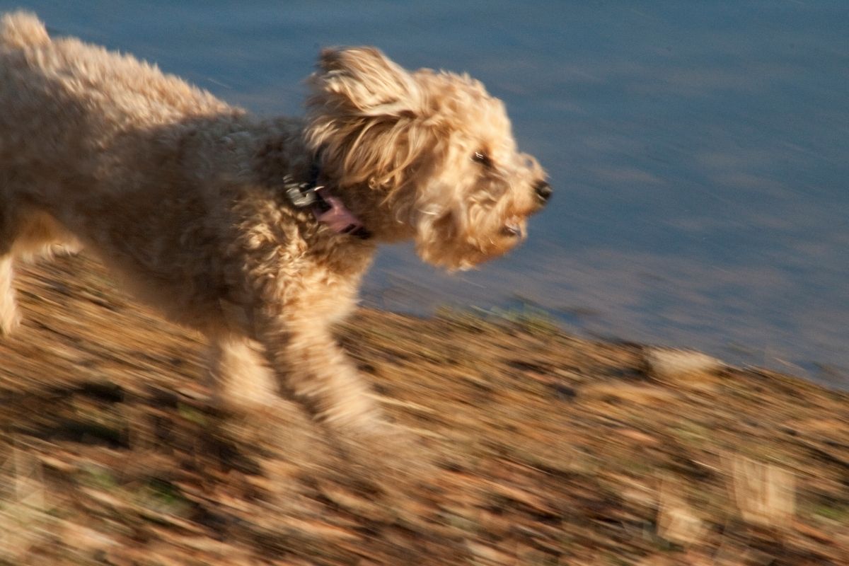 Yorkie Poo Puppy Running