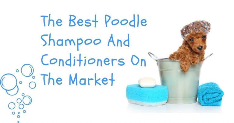 best poodle shampoo and conditioner