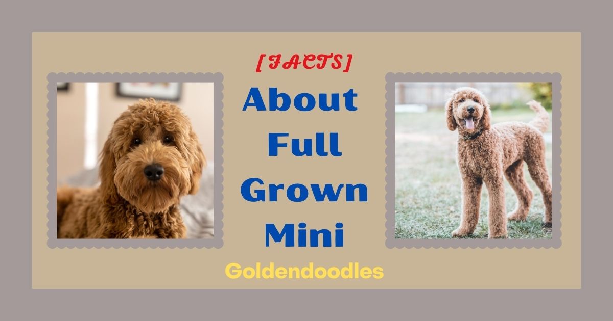 full grown mini goldendoodle
