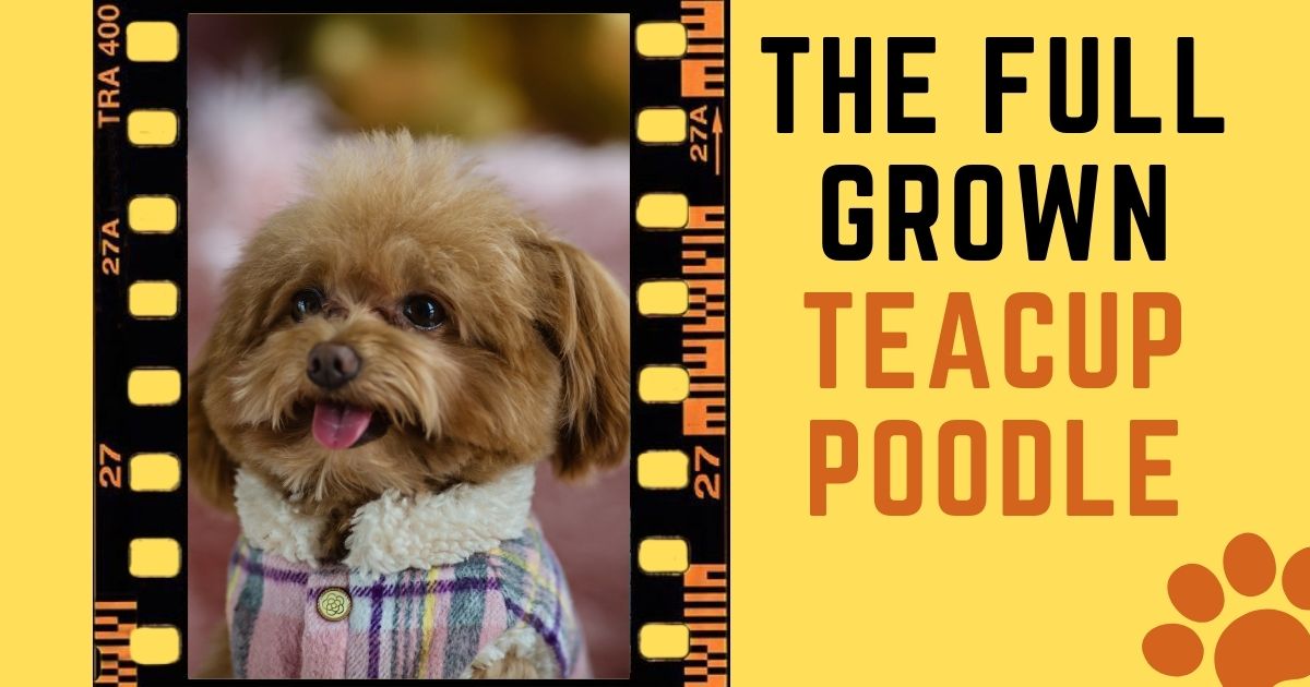 full grown teacup poodle