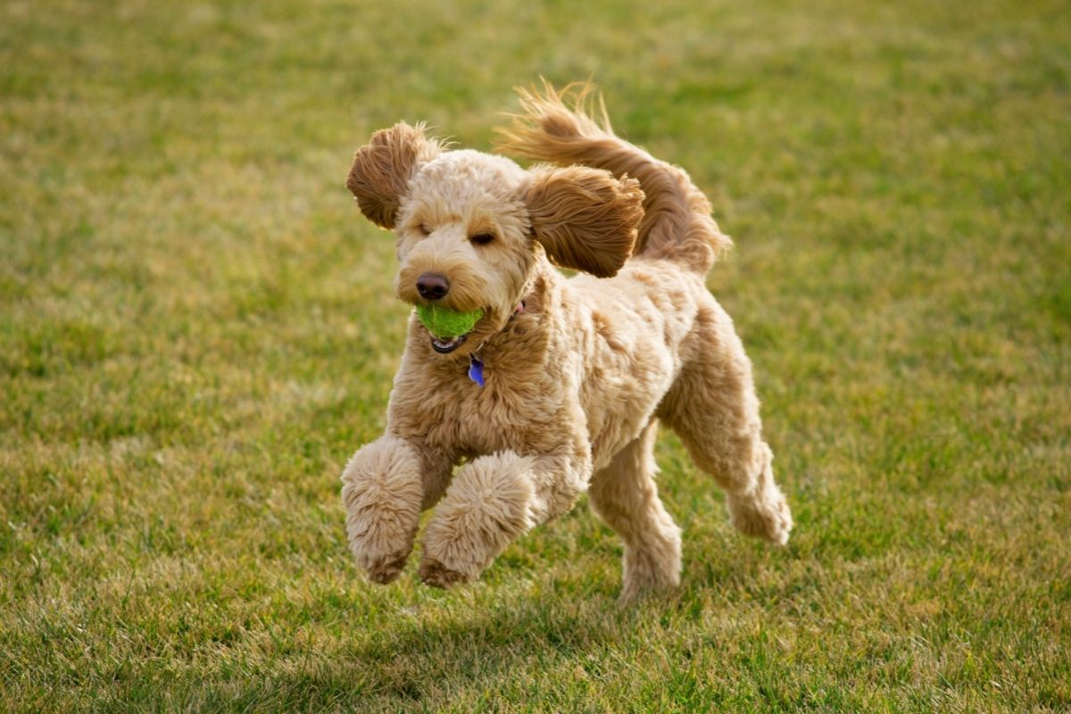 Goldendoodle Dog with Ball