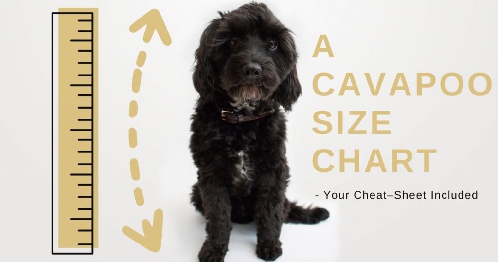 A Cavapoo Size Chart Your CheatSheet Included Poodles Love