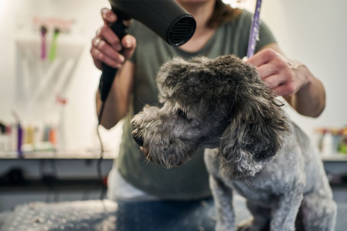 Pet groomer using a hair dryer