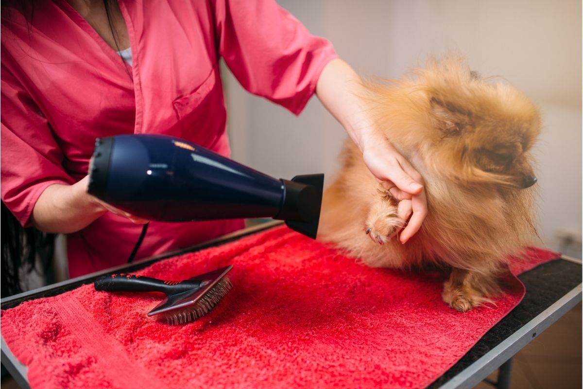 Pet groomer with hair dryer