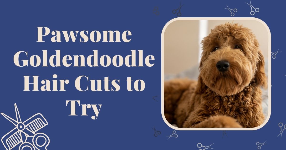 goldendoodle hair cuts